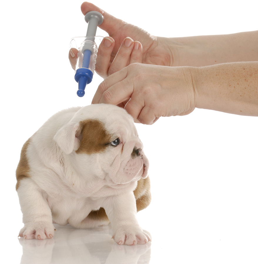 at what age should puppies get their first shots